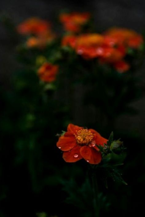 Bouquet 1